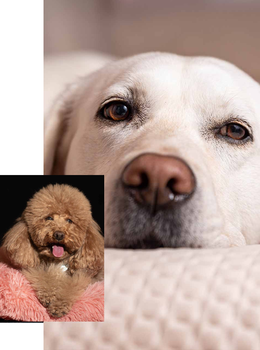 Daniela Marzi - Fotografa